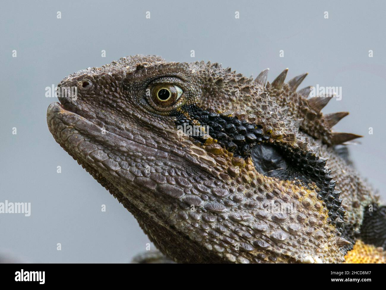 Östlicher Wasserdrache (Eidechse) im botanischen Garten Mt Coot-tha, Brisbane, Australien Stockfoto