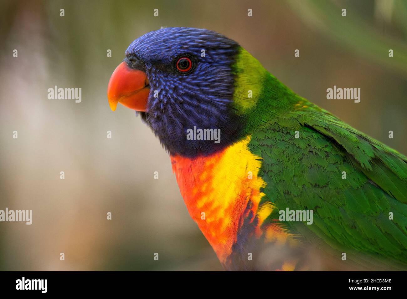 Der wunderschöne Regenbogen-Lorikeet (Trichoglossus moluccanus), der an der Ostküste Australiens gefunden wurde Stockfoto