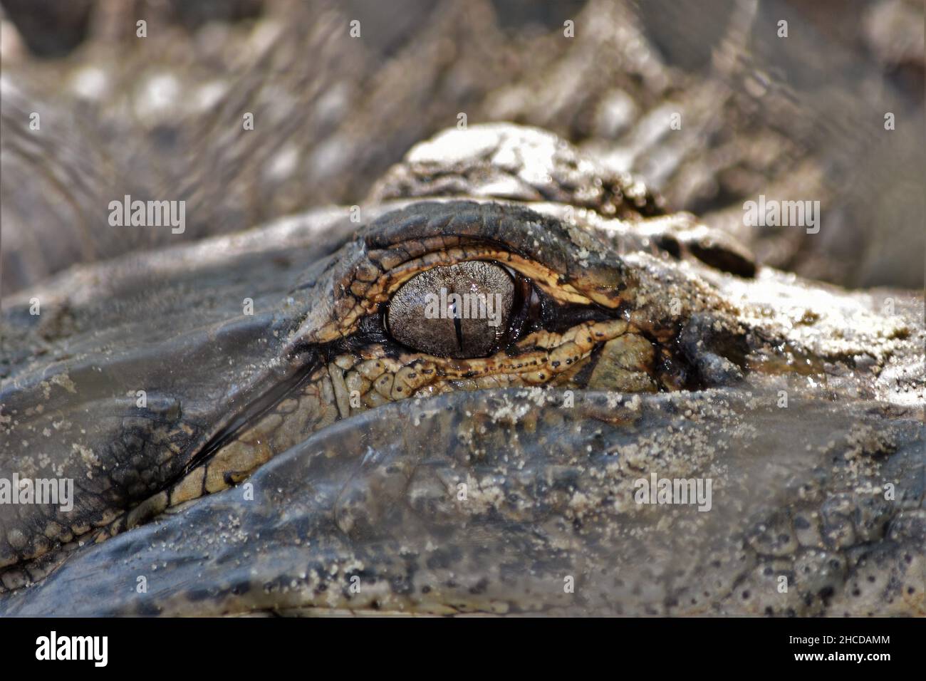 American Alligator Close Up Stockfoto