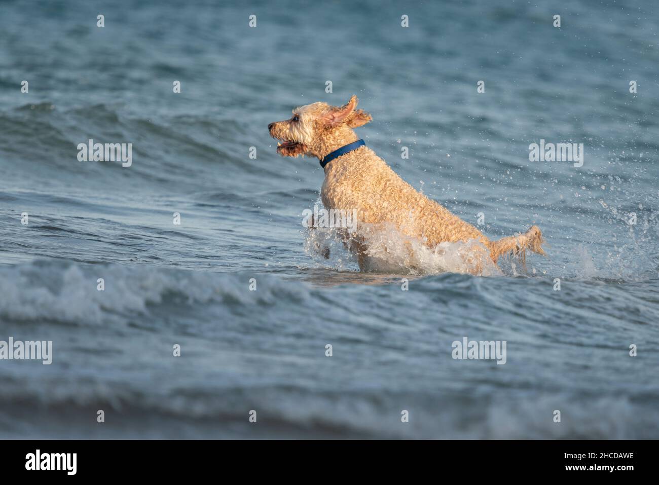 Hund, der am Strand ins Wasser springt Stockfoto