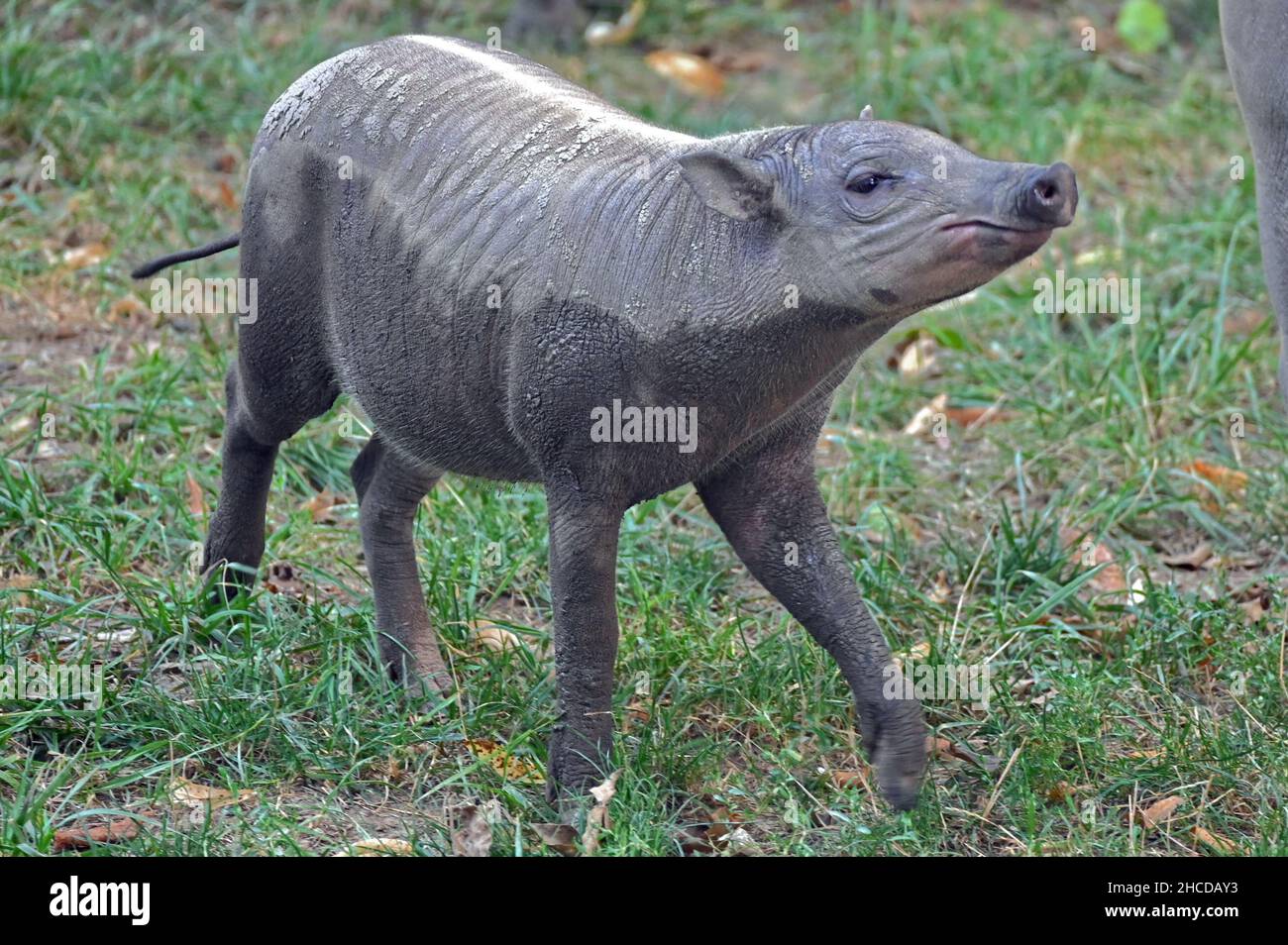 Indonesien hirsch schwein -Fotos und -Bildmaterial in hoher Auflösung –  Alamy