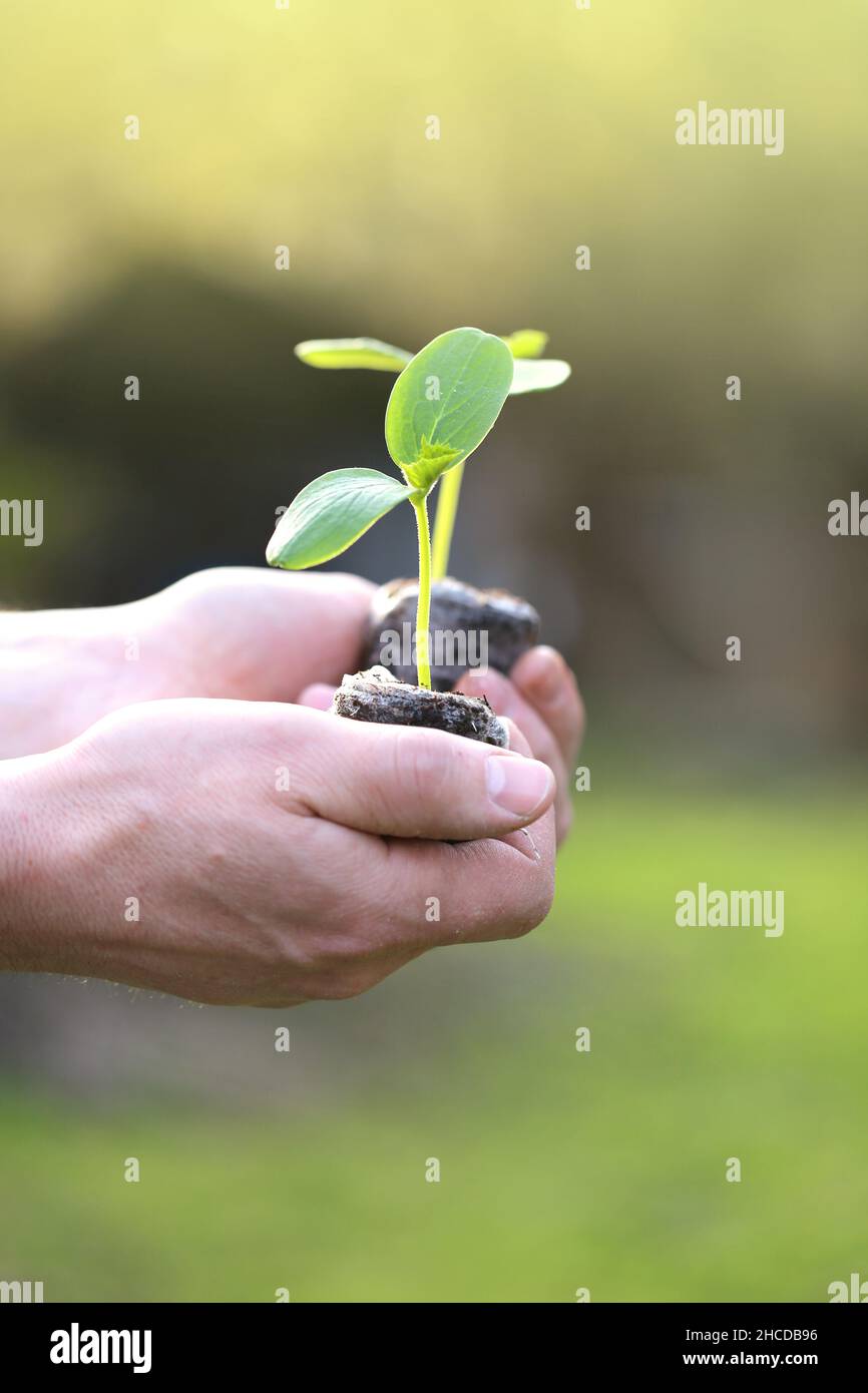 Landwirtschaft und Grünanbau. Sämlinge in der Hand in der Sonne in einem Frühlingsgarten.Frühlingskeimling. Setzlinge und Pflanzen. Anbau von Bio-Gemüse Stockfoto