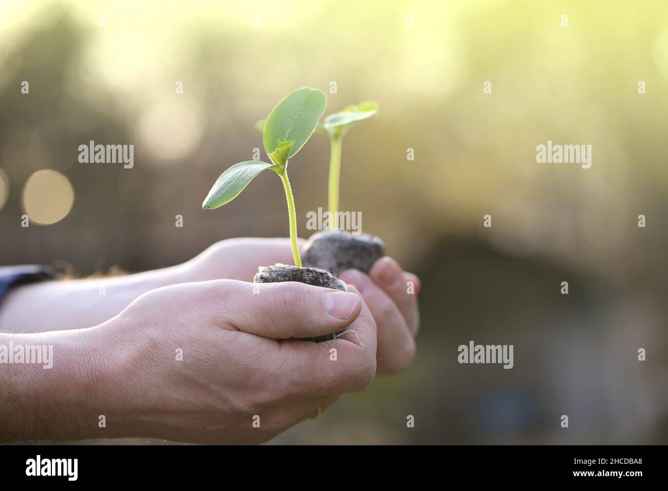 Sämlinge in der Hand in der Sonne in einem Frühlingsgarten.Frühlingskeimling. Setzlinge und Pflanzen. Anbau von Bio-Gemüse im Gemüsegarten. Stockfoto
