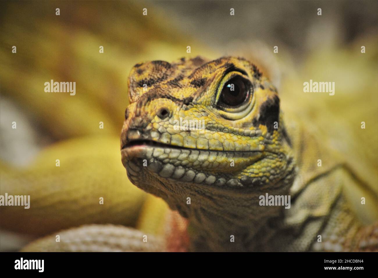 Philippine Sail-Finned Lizard Close Up Stockfoto