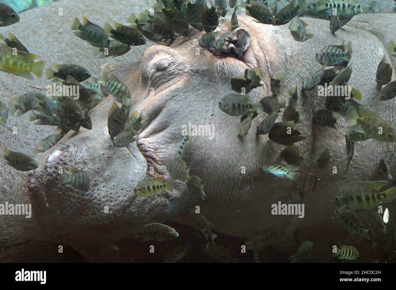 Gewöhnlicher Hippopotamus unter Wasser, von Fischen knabbert Stockfoto