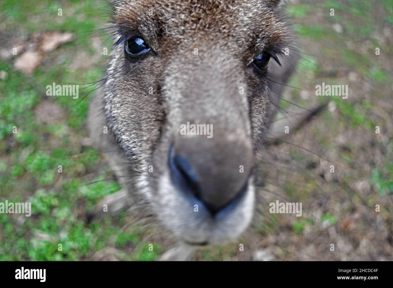 Eastern Grey Känguru Face Close Up Stockfoto