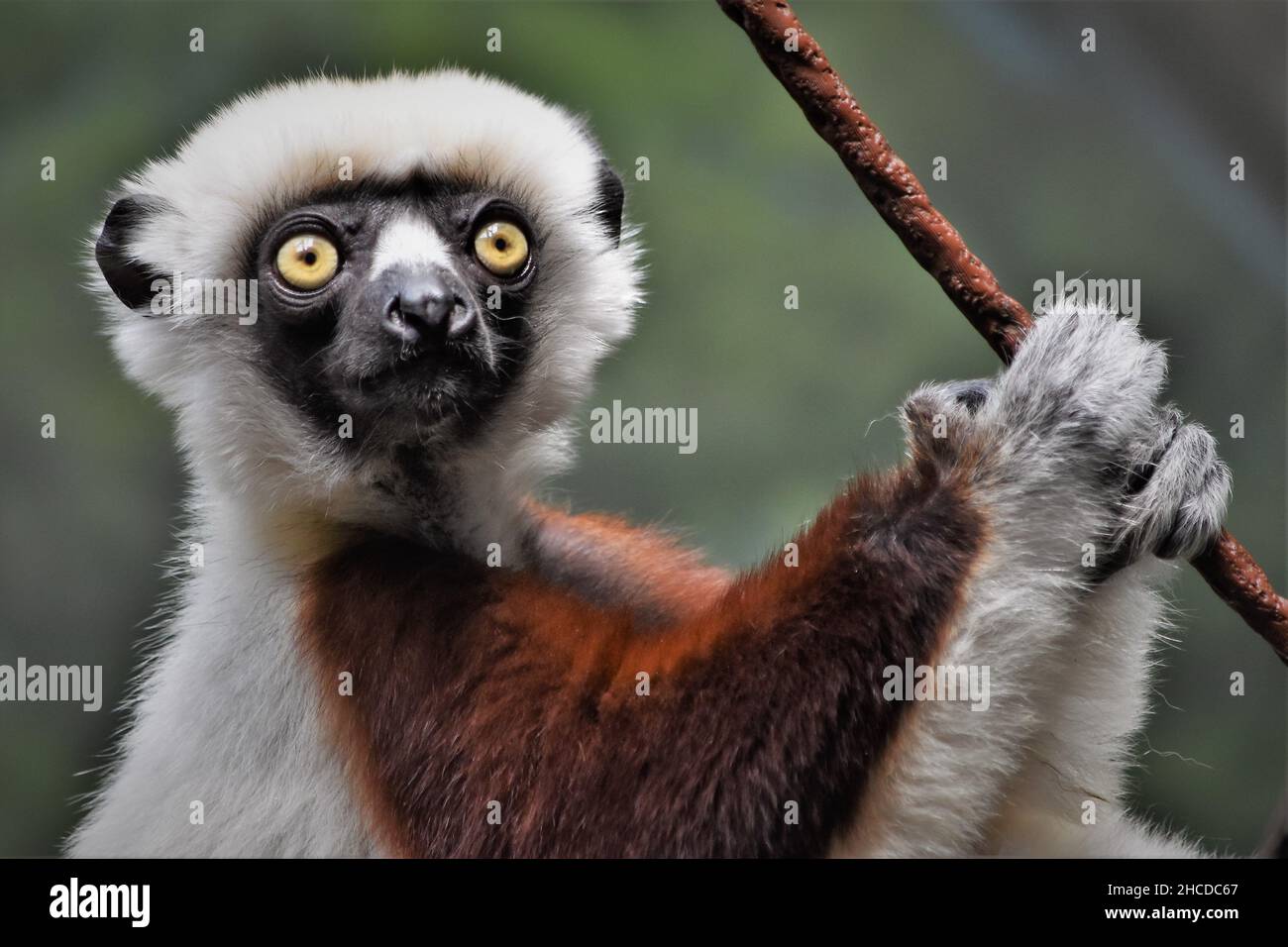 Coquerels Sifaka hält sich an einem Seil Stockfoto