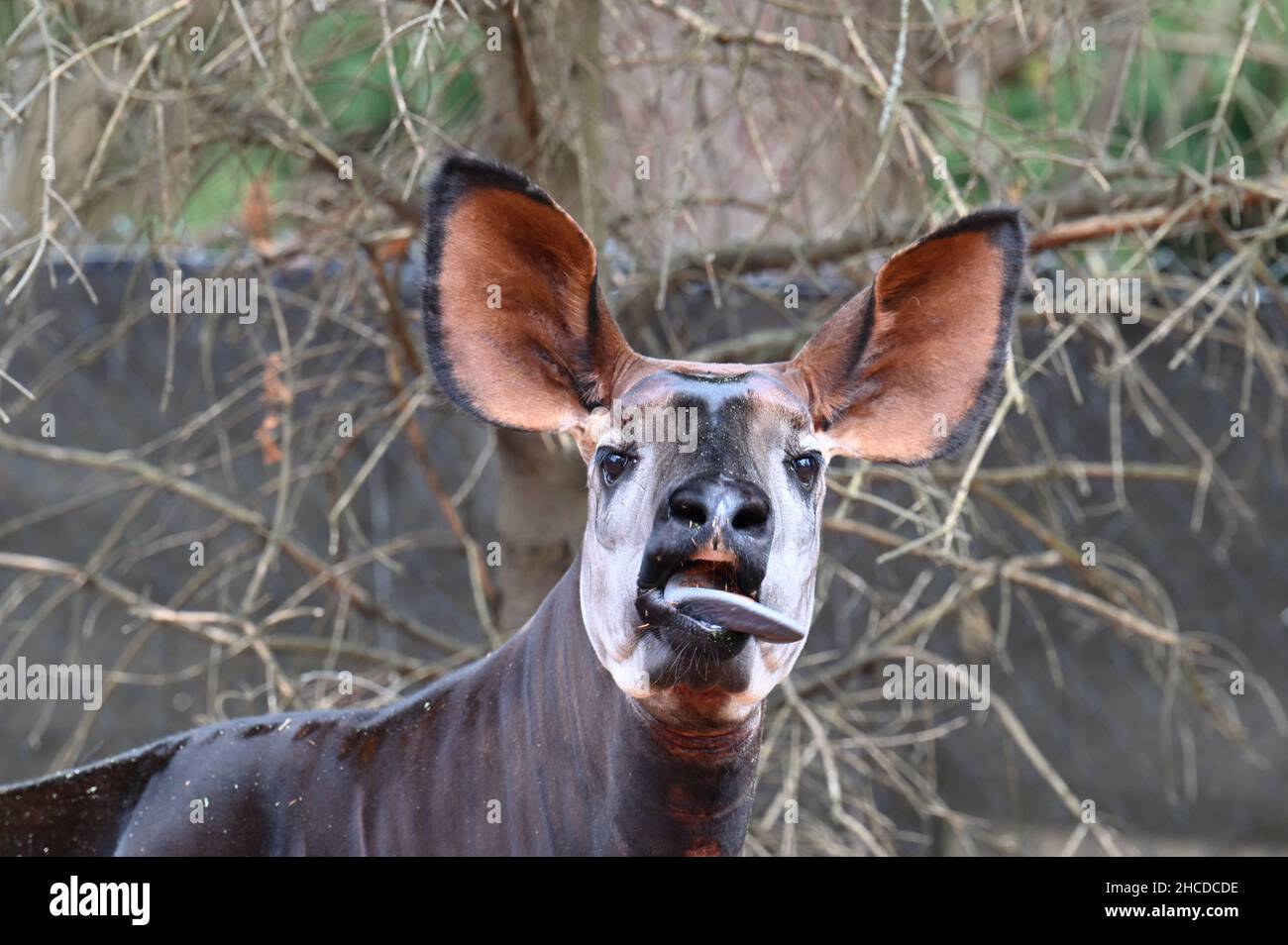 Okapi Gesicht Nahaufnahme, Zunge Heraus Stockfoto