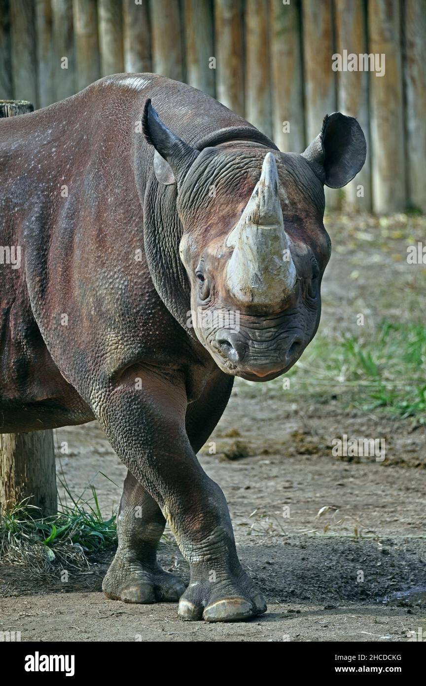 Schwarze Nashorn beim Gehen und Beobachten Stockfoto