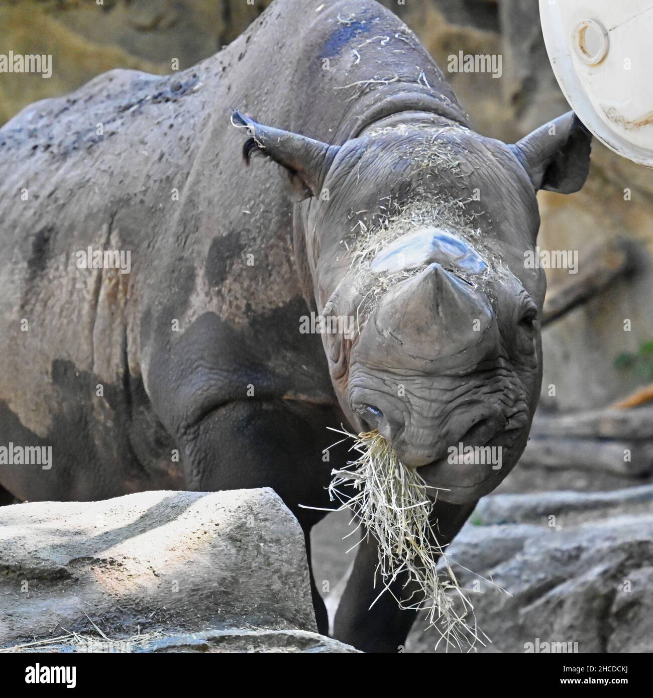 Schwarze Nashorn beim Essen und Beobachten Stockfoto