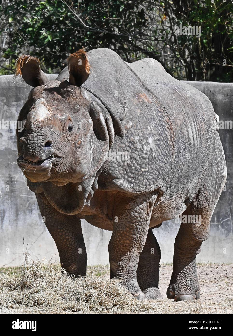 Panzernashorn Stockfoto