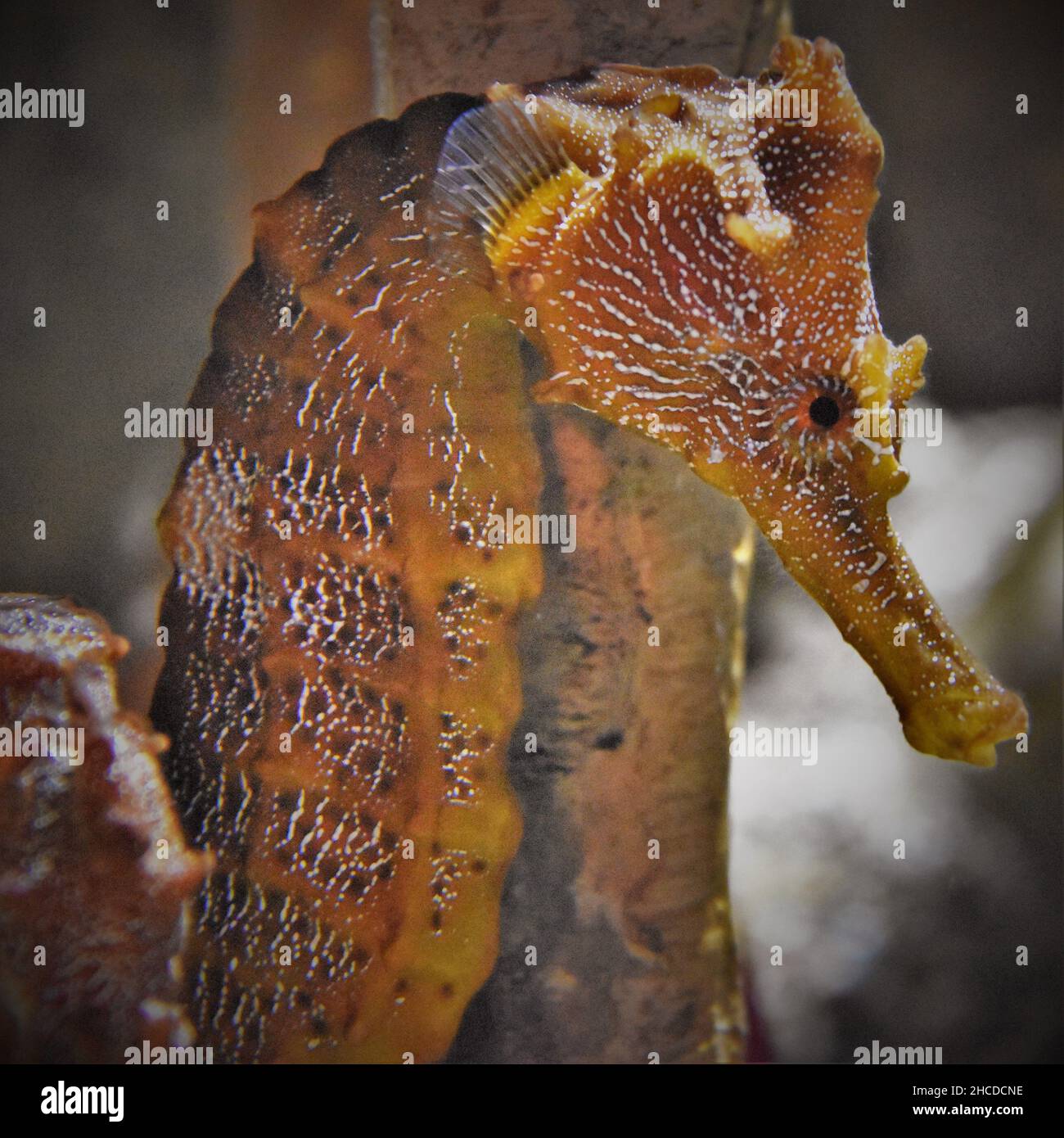 Orange Pacific Seahorse Face Nahaufnahme Stockfoto