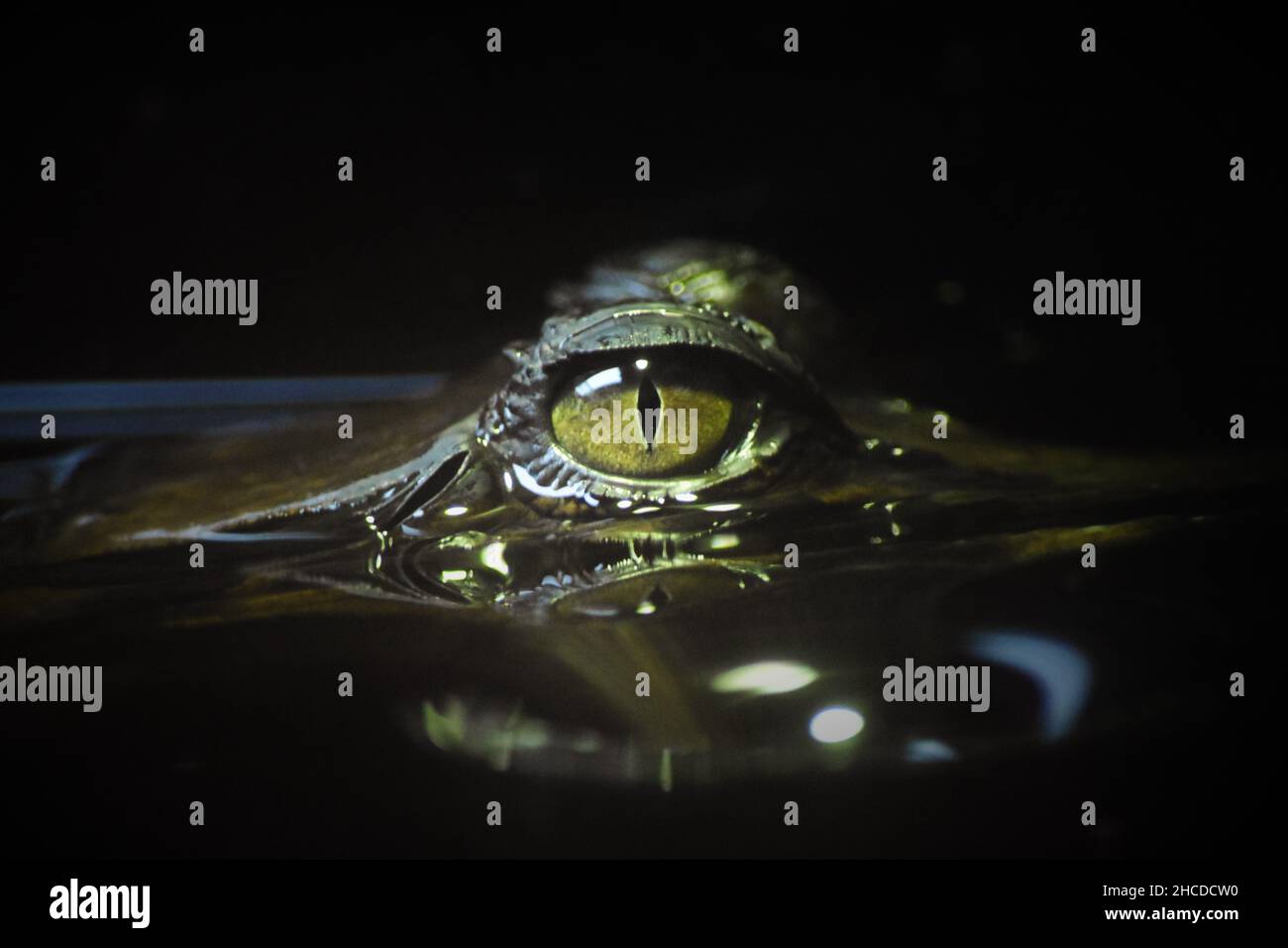 Auge eines Tomistoms über dem Wasser Stockfoto