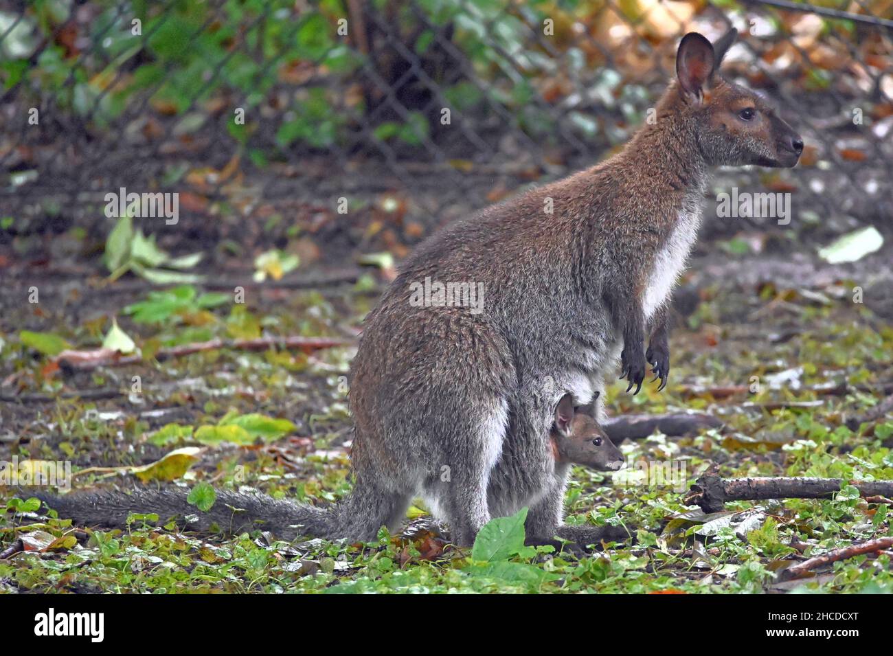 Bennetts Wallaby-Mutter mit Joey in Pouch Stockfoto