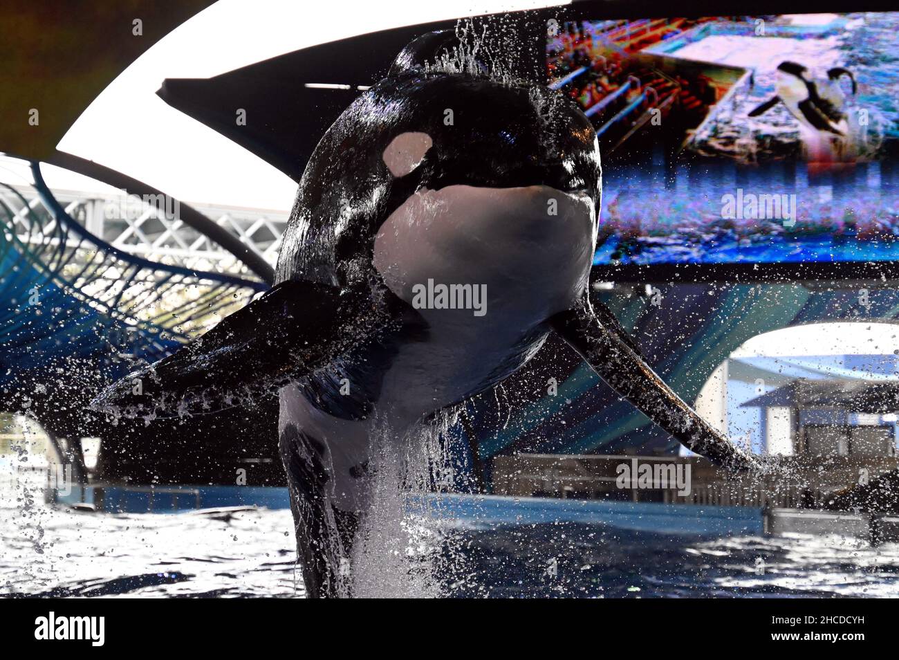 Killerwal springt aus dem Pool Stockfoto