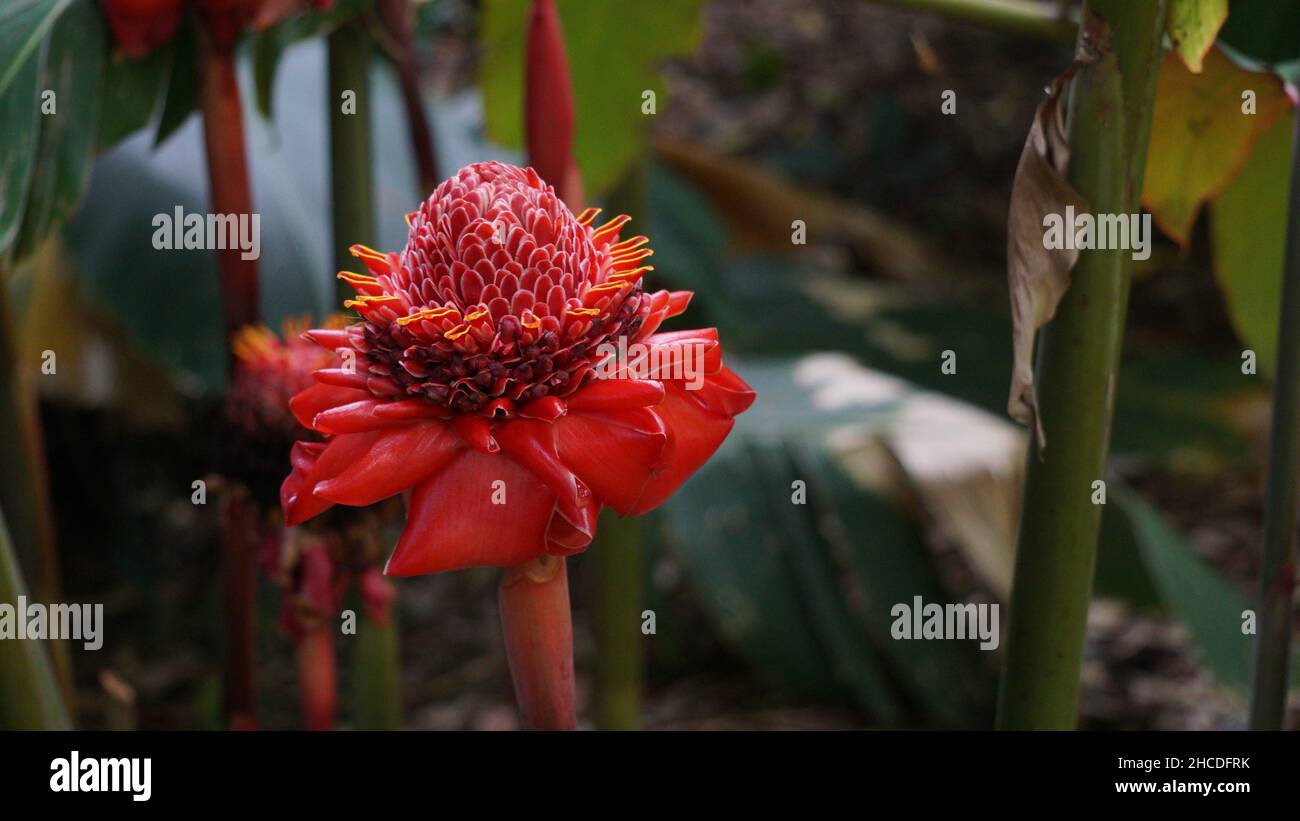 Nahaufnahmen von Ginger Family Flowers Stockfoto