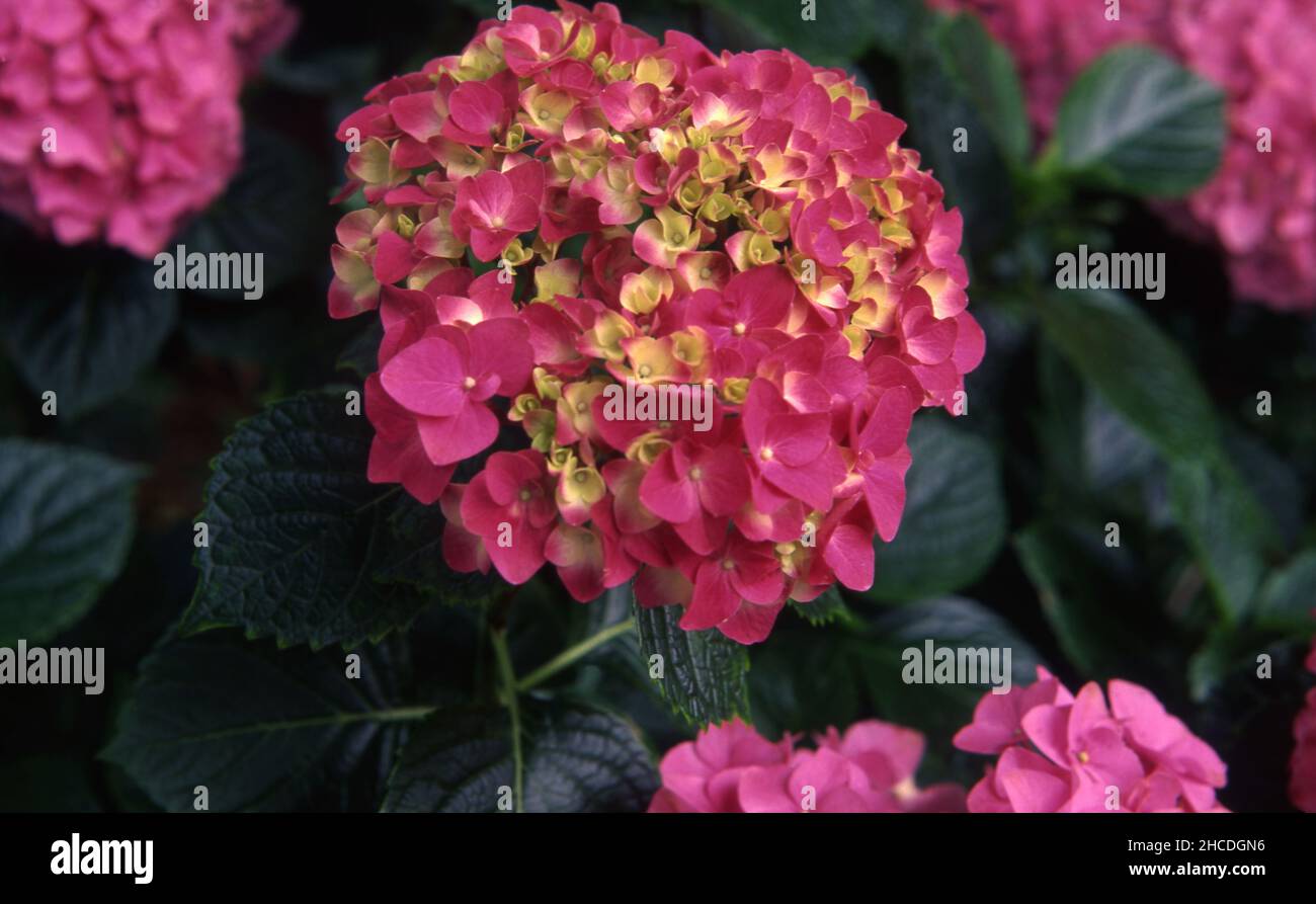 ROSA UND GELBER HORTENSIE-MAKROPHYLLA-BLUMENKOPF IN VOLLER BLÜTE. Stockfoto