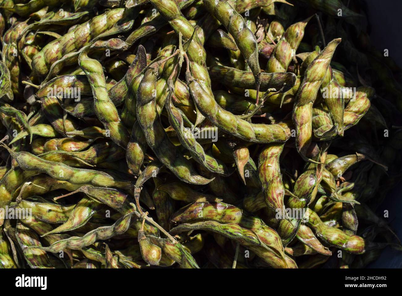 Frische grüne, rohe Taubenerbsenschoten bedeckten die Außenschicht mit Samen im Inneren. Indisches Wintergemüse auch Toor oder Tuvar dal Fresh or genannt Stockfoto