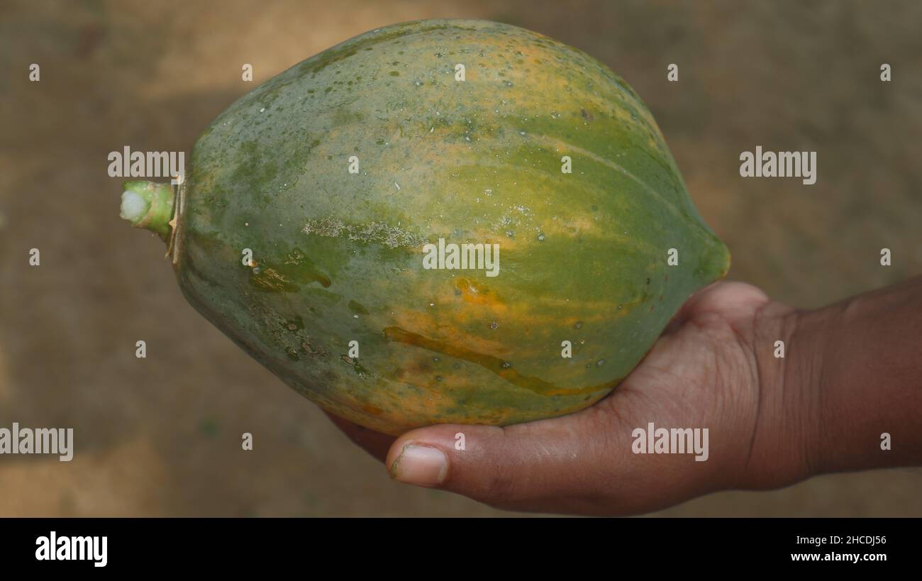 Nahaufnahme einer weiblichen Hand mit einer reifen Papaya-Frucht mit einer Infektion an der Oberfläche Stockfoto