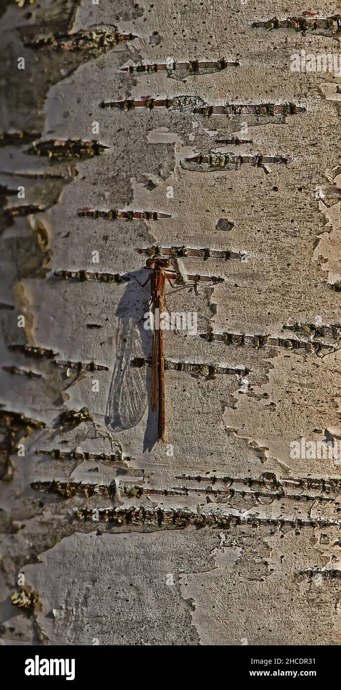 Die Fliege Lestid damselflies (Sympycna fusca) auf Birkenrinde Stockfoto