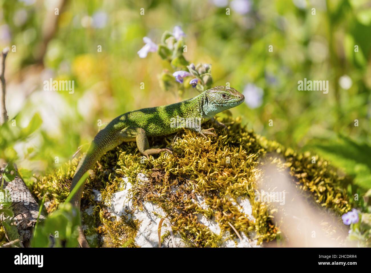 Die Europäische Grüne Eidechse oder Lacerta viridis sonnen an einem warmen Frühlingstag mitten im Wald. Das Foto wurde am 10th. April 2021 in der Nähe von Orso aufgenommen Stockfoto