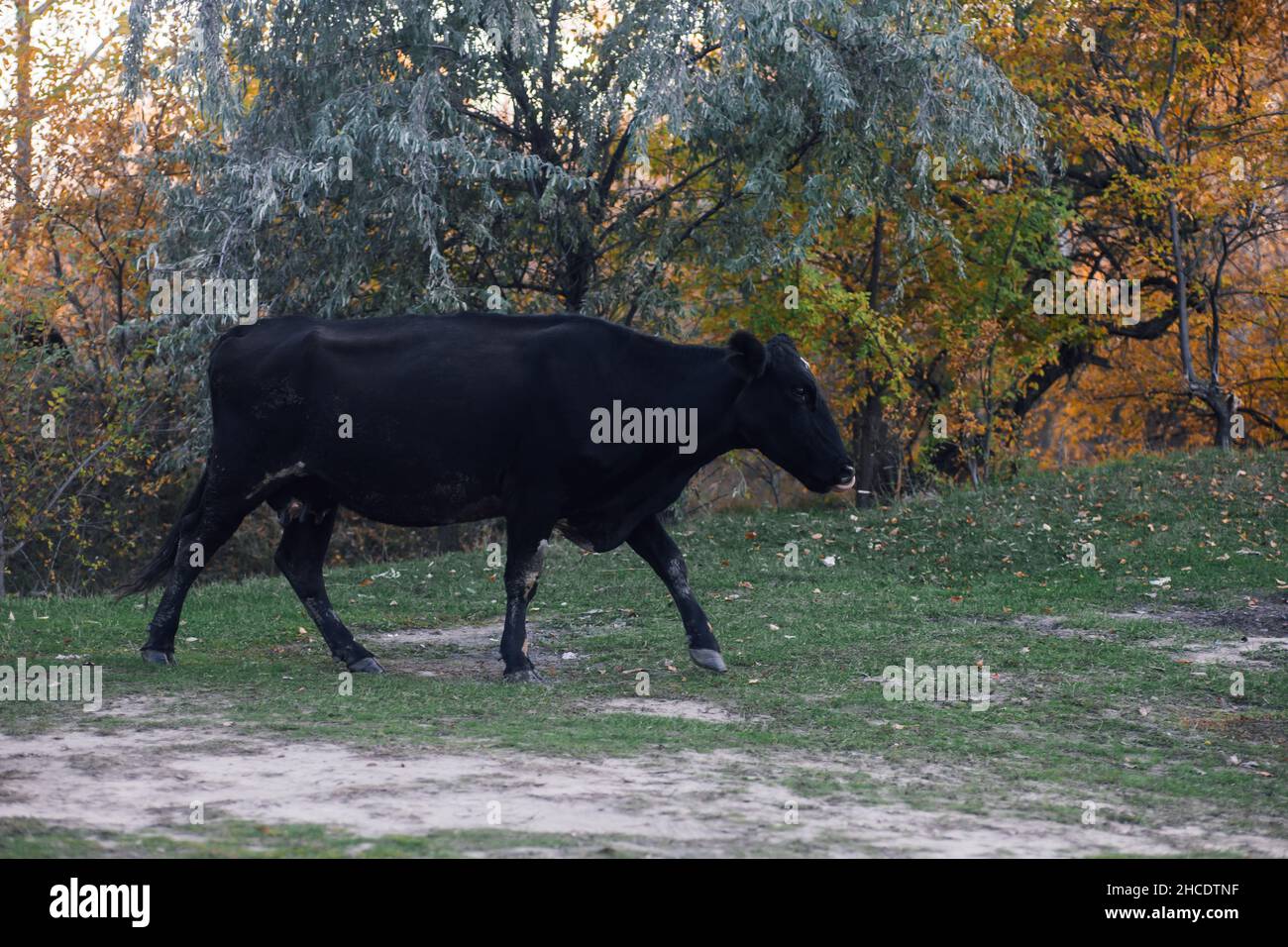 Schwarze Kuh pasting und Wandern mit Bäumen im Hintergrund in Wiese im Wald im Herbst. Bauernleben. Naturprodukte. Zurück zur Natur und Stockfoto