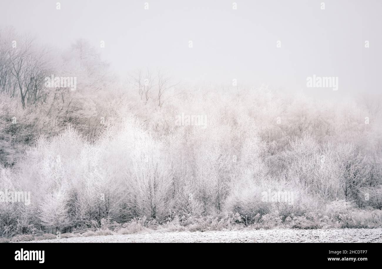 Kalte Winterlandschaft mit Waldbäumen, die mit Reim bedeckt sind Stockfoto