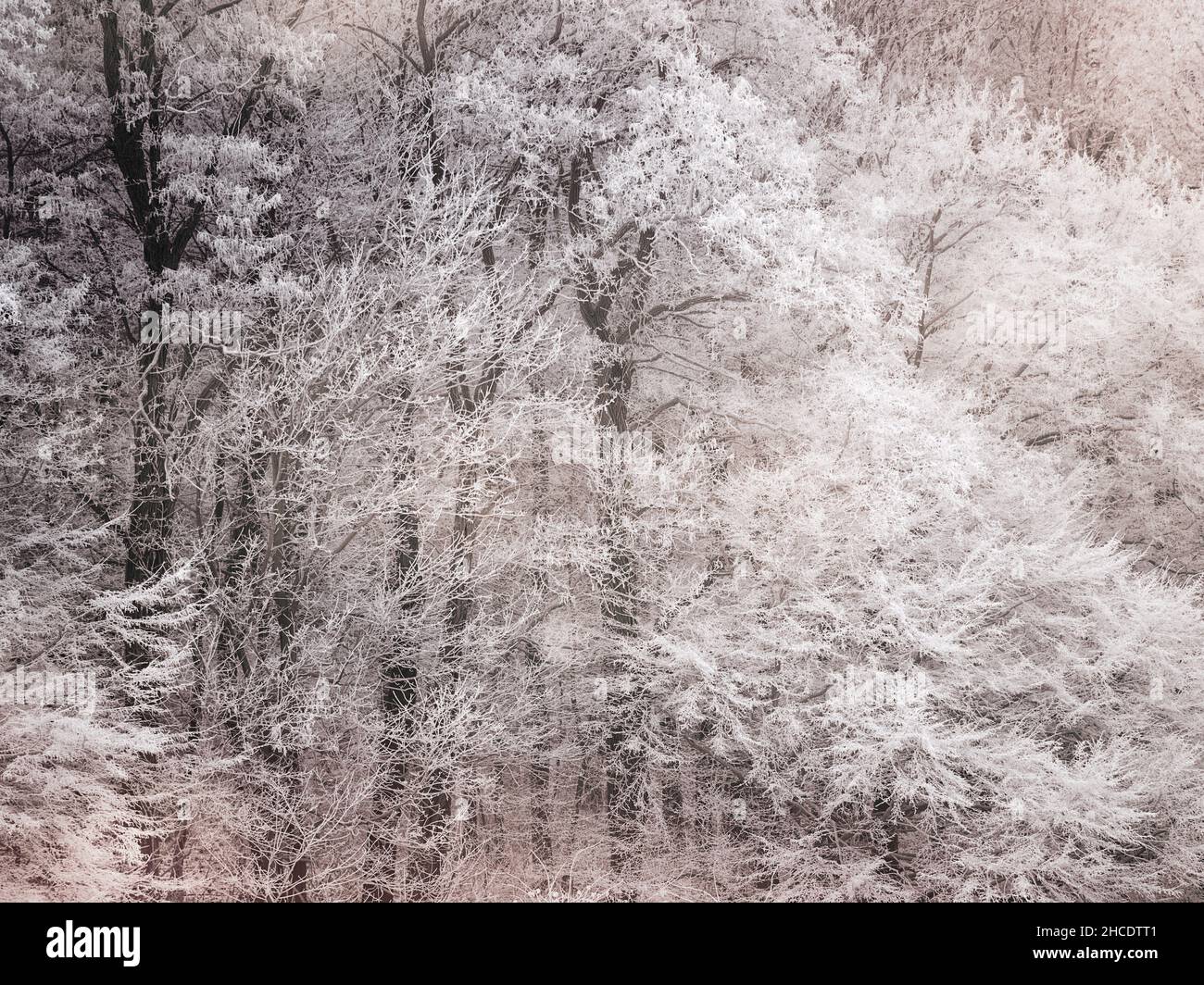 Winterlandschaft mit frostbedeckten Waldbäumen Stockfoto