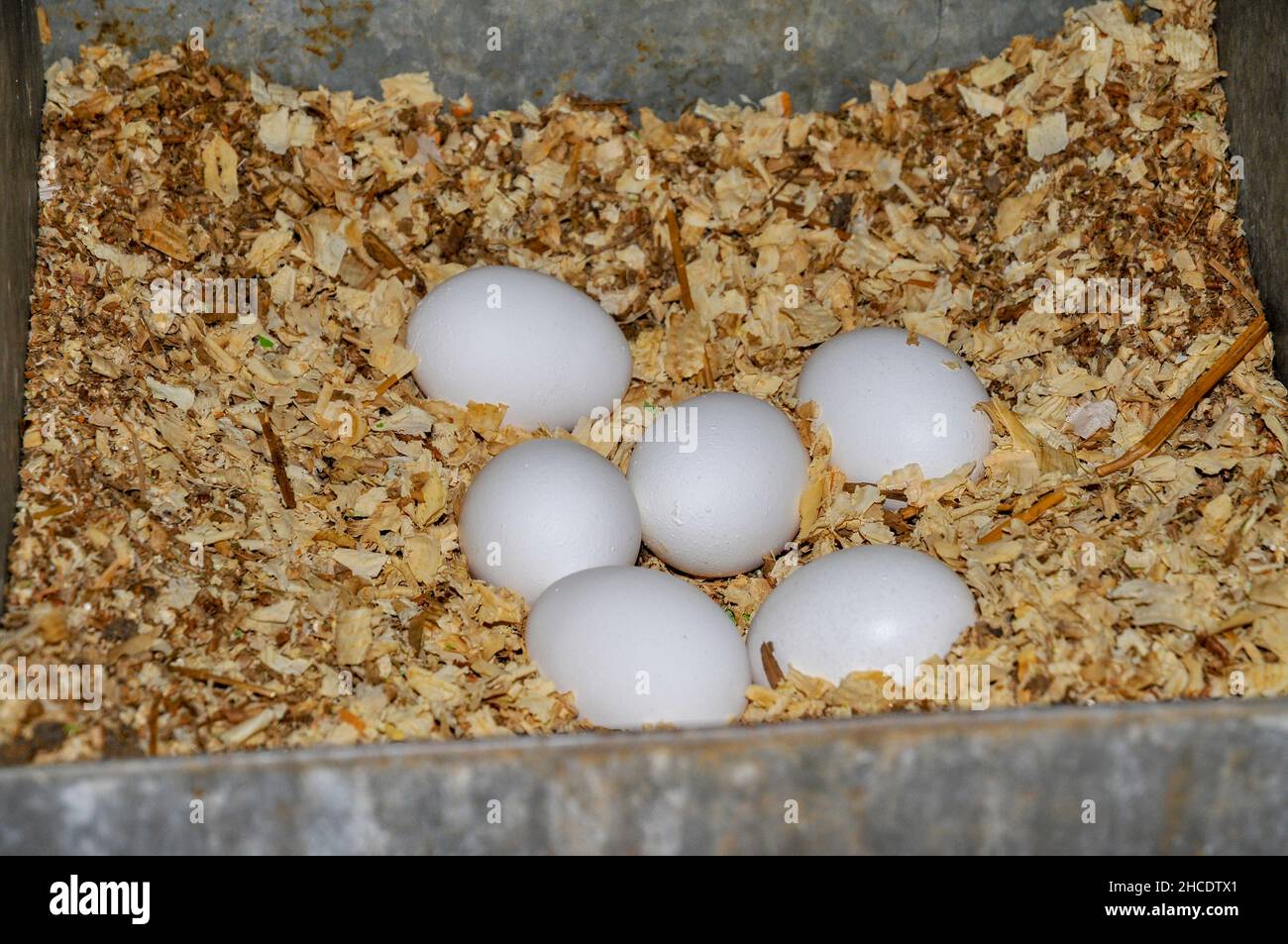 Eier gesammelt, die auf eine freie Strecke chicken Farm Stockfoto