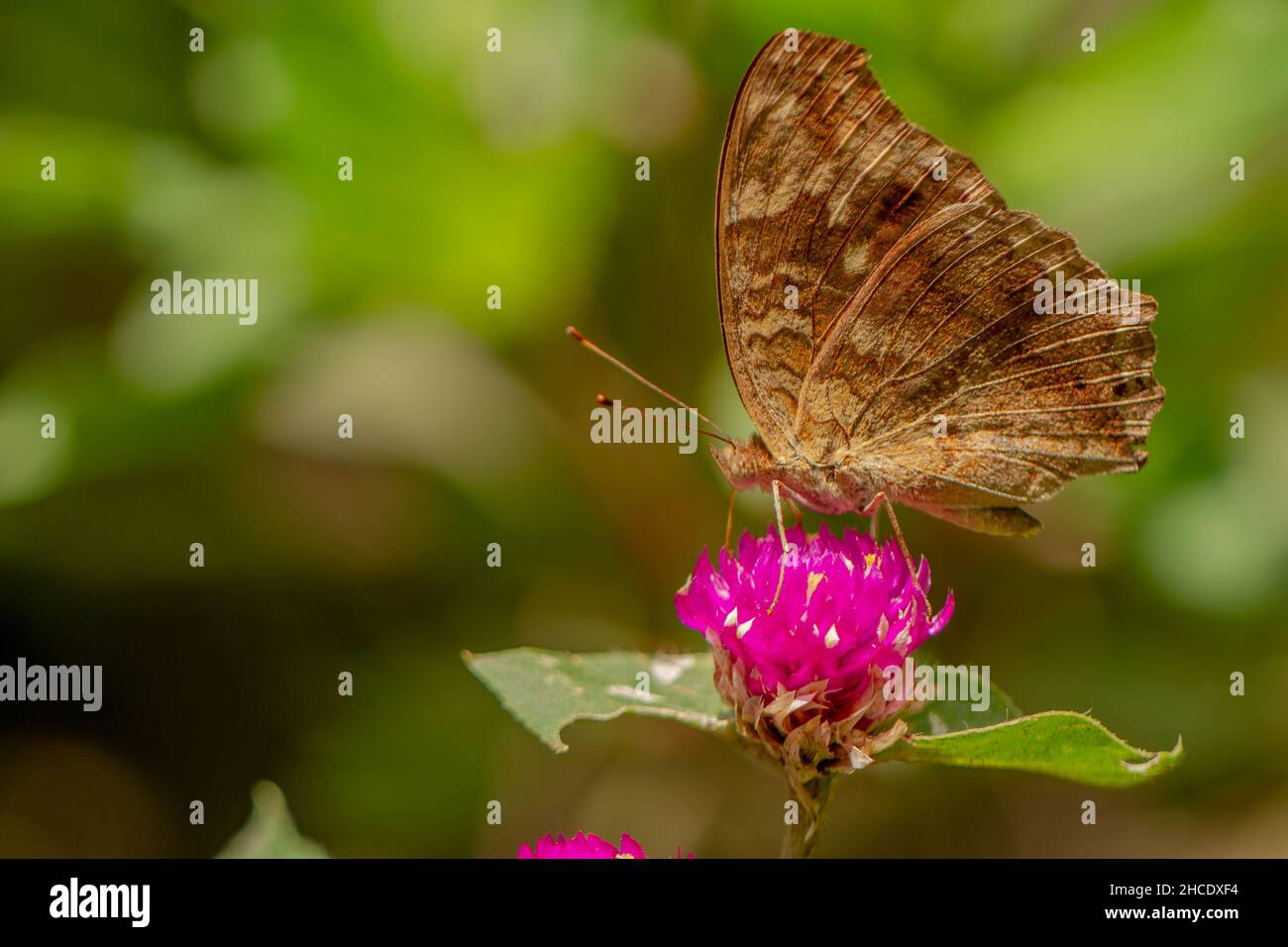 Ein brauner Schmetterling, der nach Honig sucht und auf einer rosa Zinnienblüte auf einem verschwommenen grünen Blatthintergrund thront, Naturkonzept Stockfoto