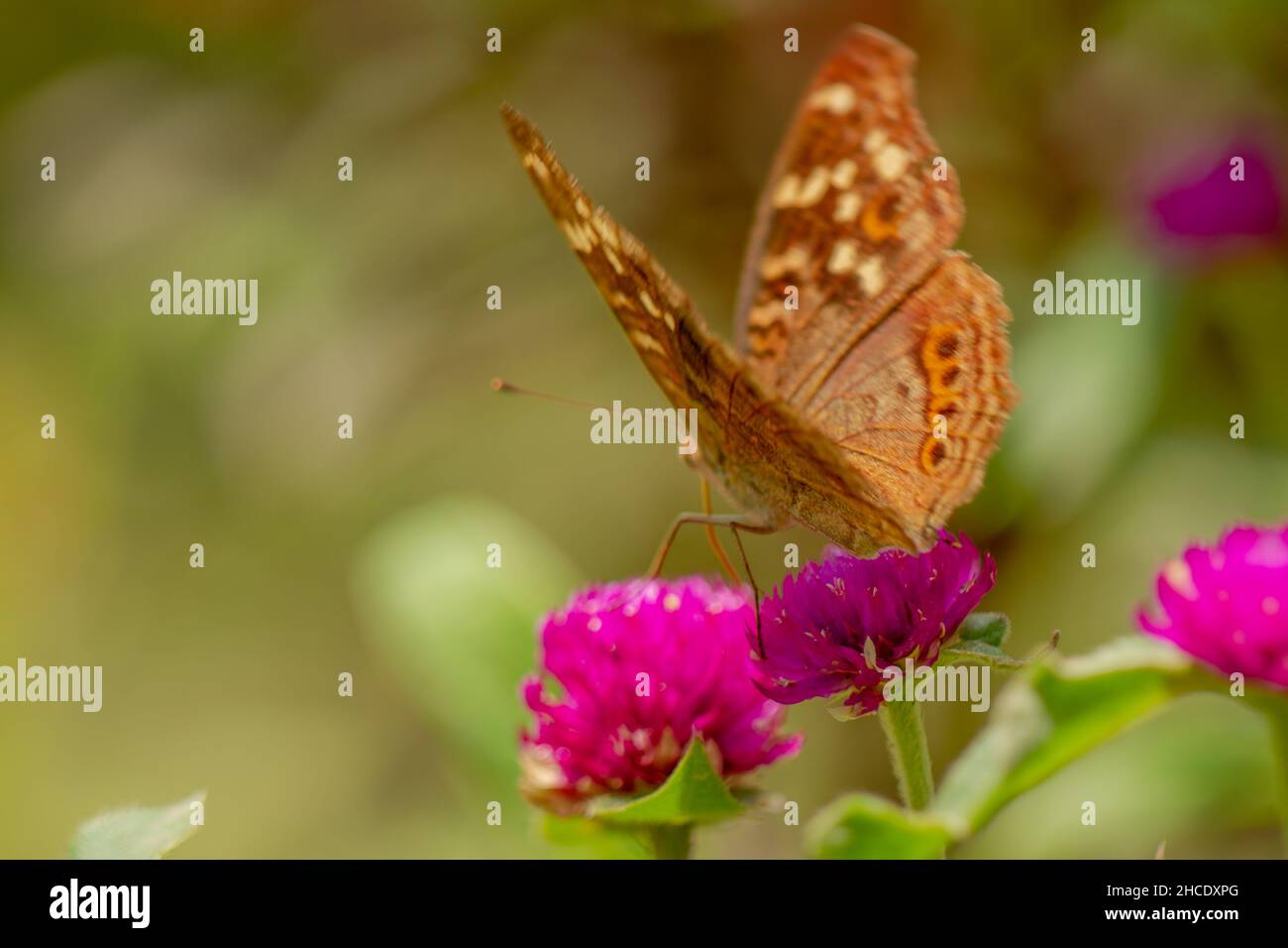 Ein brauner Schmetterling, der nach Honig sucht und auf einer rosa Zinnienblüte auf einem verschwommenen grünen Blatthintergrund thront, Naturkonzept Stockfoto