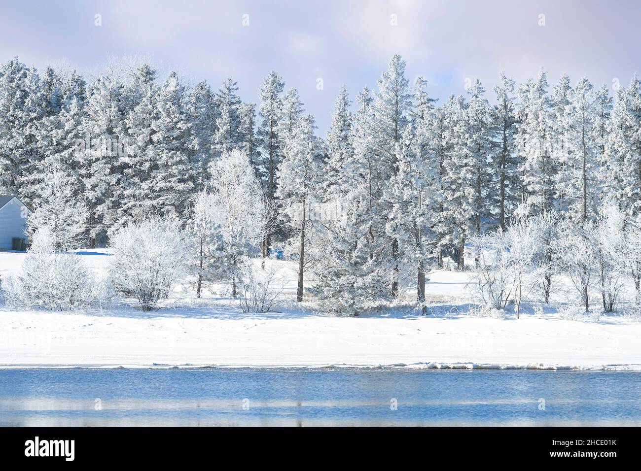 Frostbedeckte Bäume in einer ländlichen Landschaft. Stockfoto