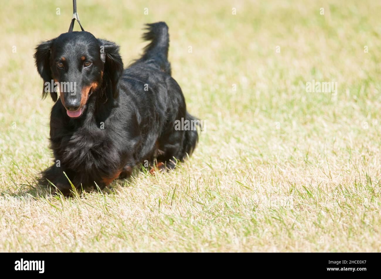 Langhaariger Dachshund bei einer Hundeausstellung auf dem Grasfeld Stockfoto