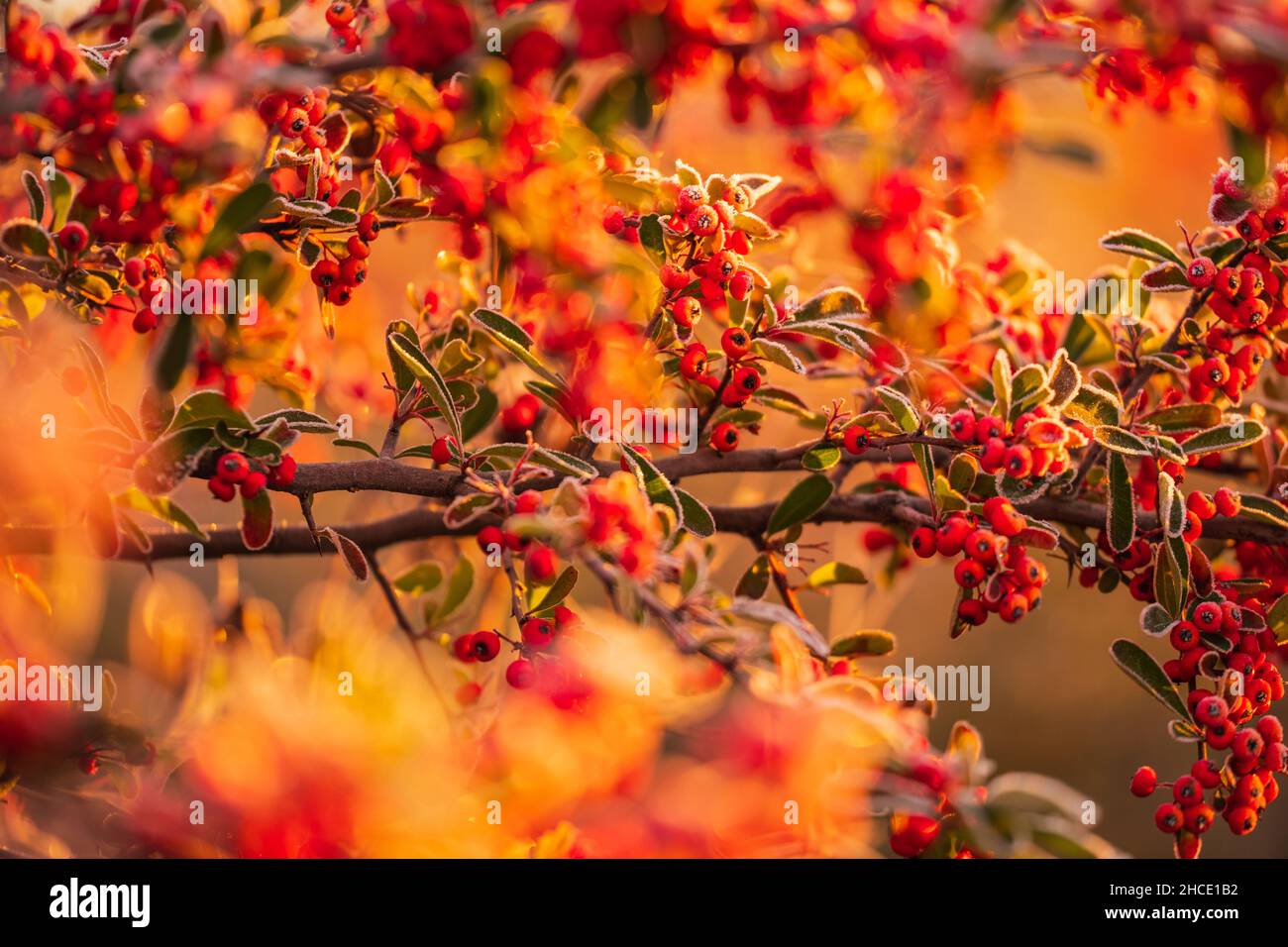 Pyramicantha mit Frost in der frühen Morgensonne. Stockfoto