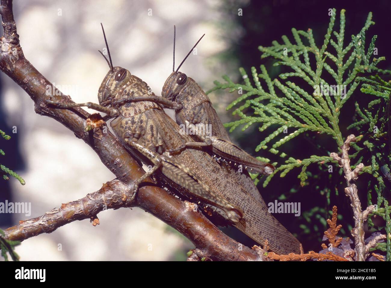 Heuschrecken, ägyptische Heuschrecke bei der Paarung, Anacridium aegyptium, Acrididae Stockfoto