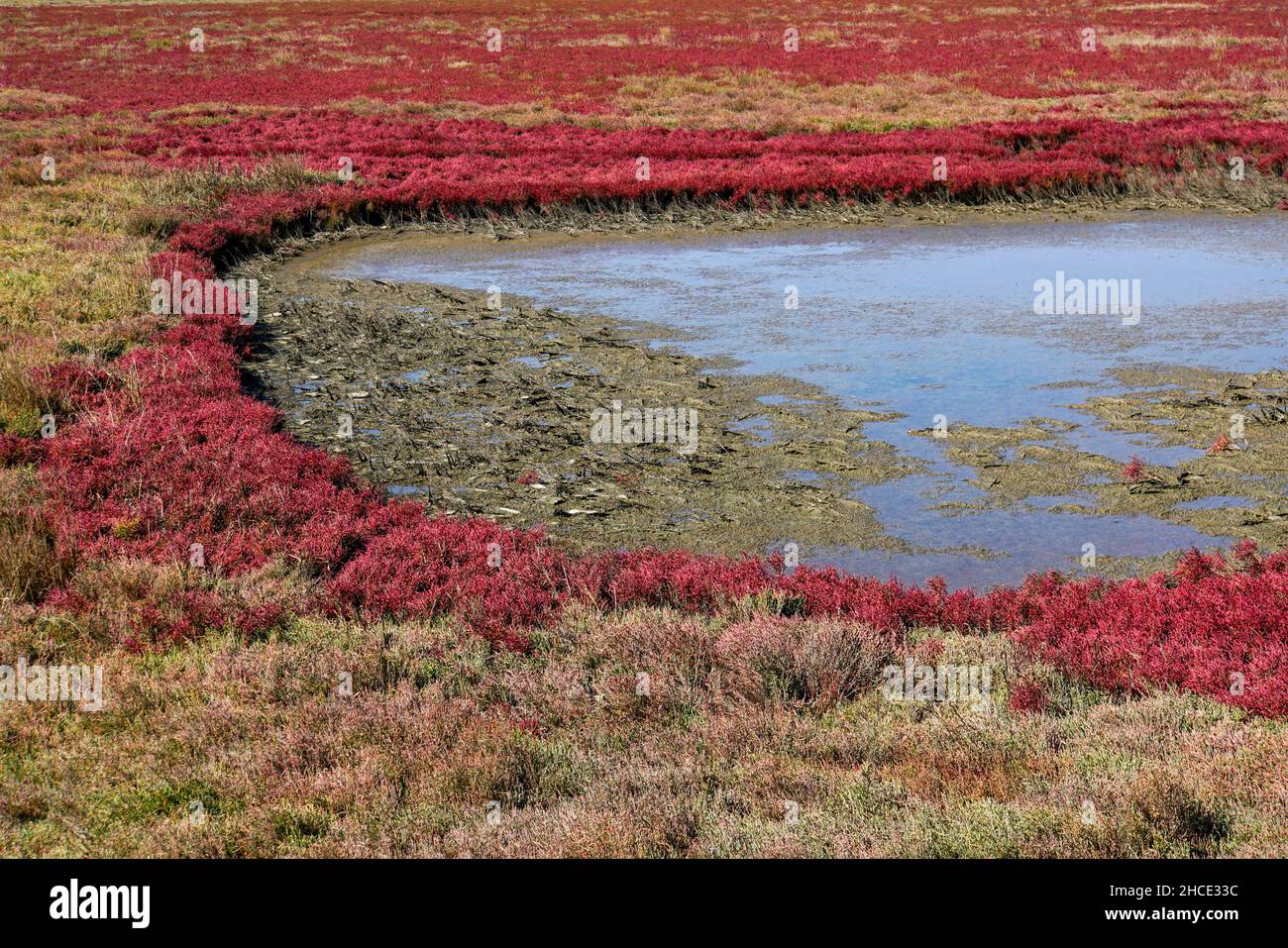 Feld mit roten Salicornia salztolerante Pflanzen. Saltwort Anlage (Salicornia sp.) wachsen in einem Boden mit hohem Salzgehalt. Diese Pflanze wächst in der th Stockfoto