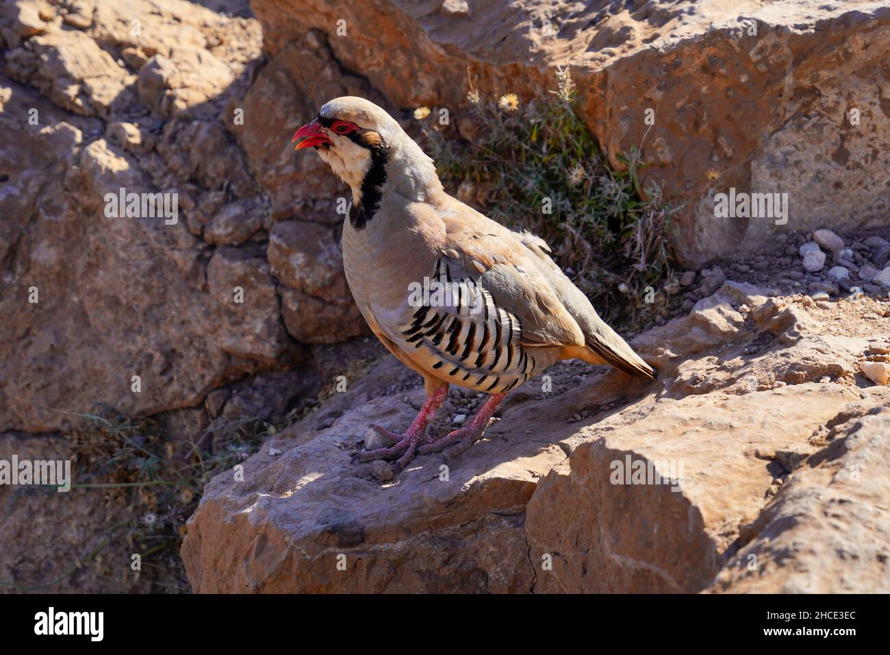 Chukar (alectoris Chukar) auf dem Boden. Am Kap Sounion, Griechenland im Juni fotografiert. Stockfoto