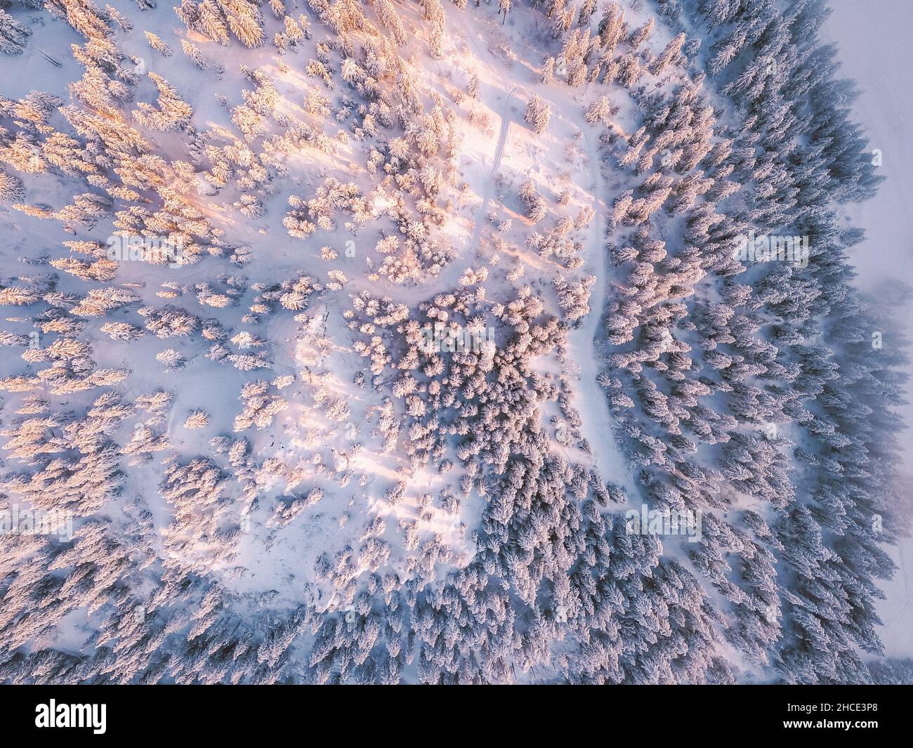 Luftaufnahme von oben auf verschneiten Bäumen auf einem Feld Stockfoto