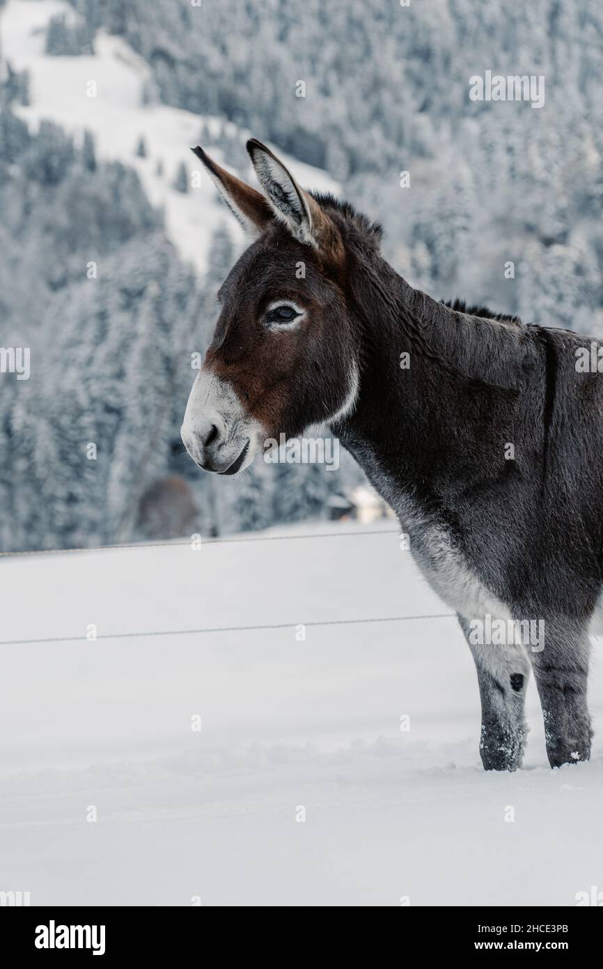 Vertikale Aufnahme eines Esels auf einem verschneiten Berghang Stockfoto