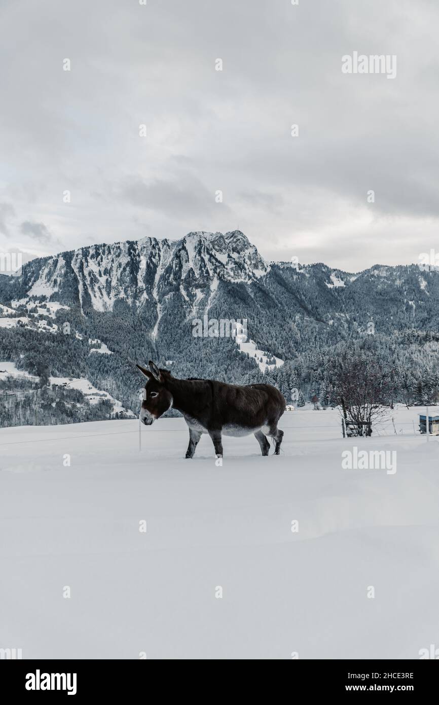 Vertikale Aufnahme eines Esels auf einem verschneiten Berghang Stockfoto