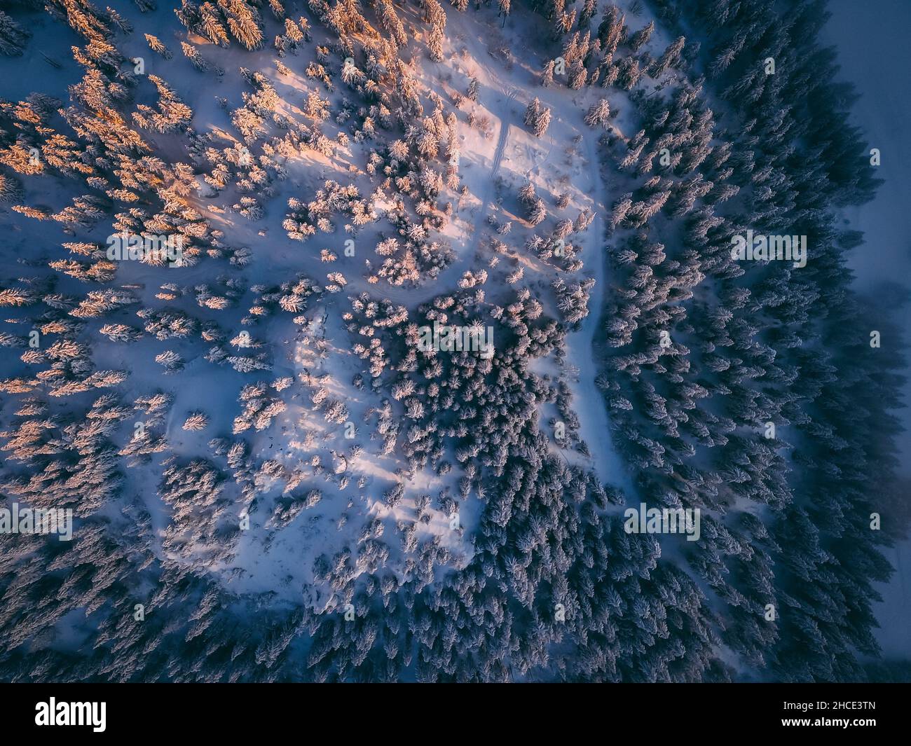 Luftaufnahme von oben auf verschneiten Bäumen auf einem Feld Stockfoto