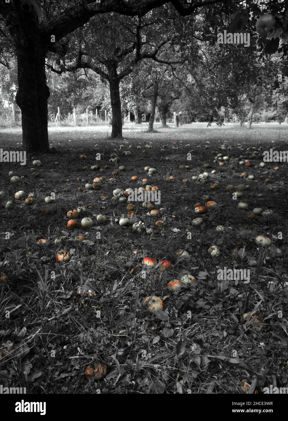 Verlorene Ernte. Überreife Äpfel fielen im Garten auf den Boden. Stockfoto