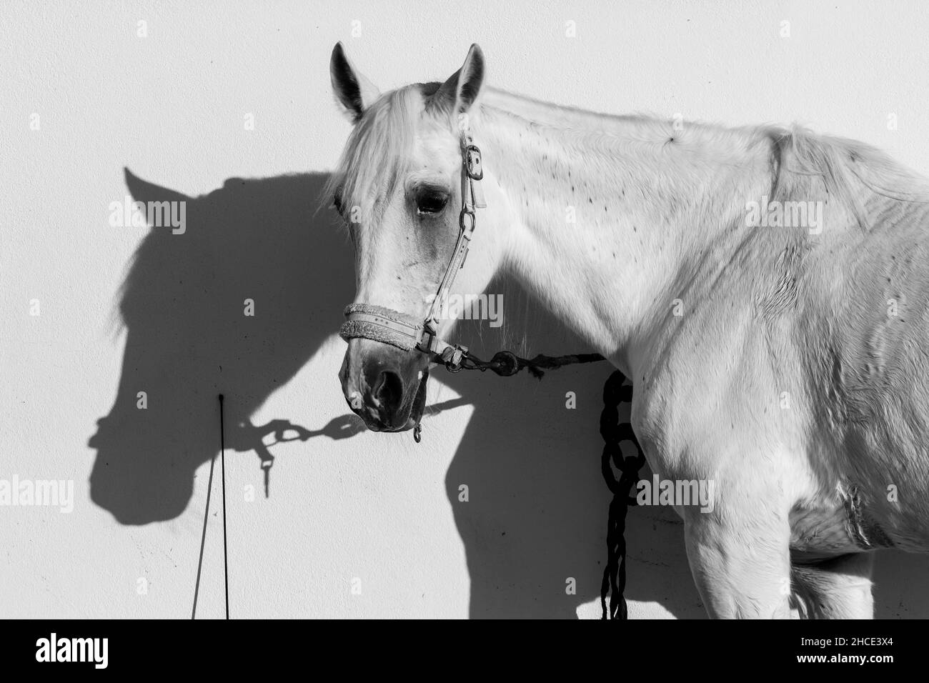 Porträt von schönen weißen Pferd Stockfoto