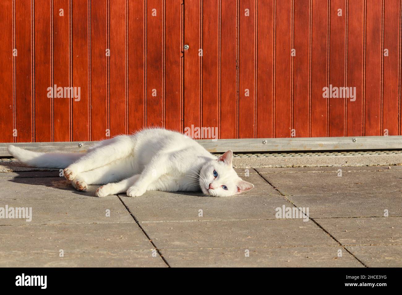 Weiße Katze, die Sonne auf einer Straße nimmt Stockfoto