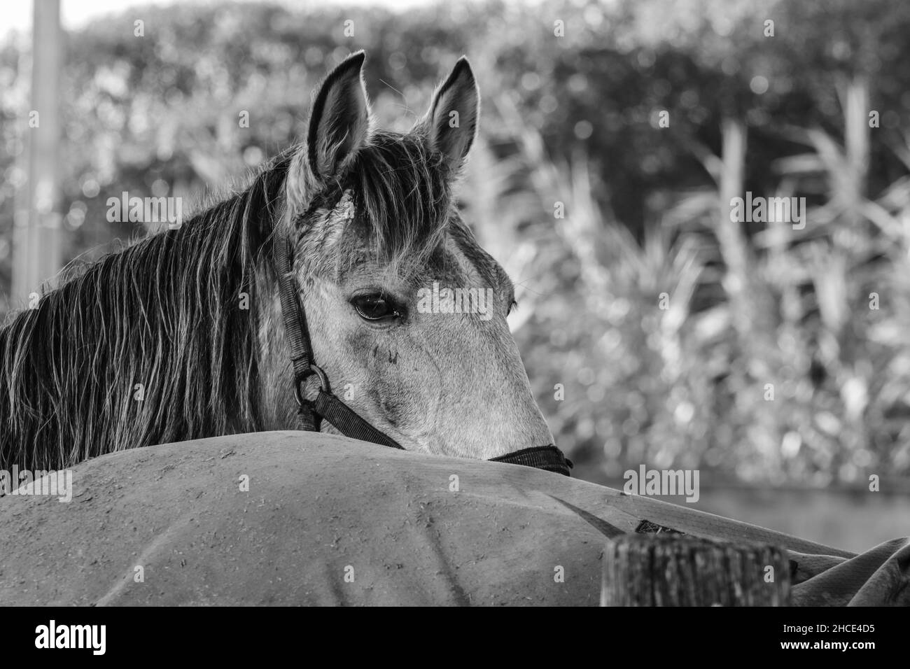 Brown Horse posiert mit Vegetation im Hintergrund Stockfoto