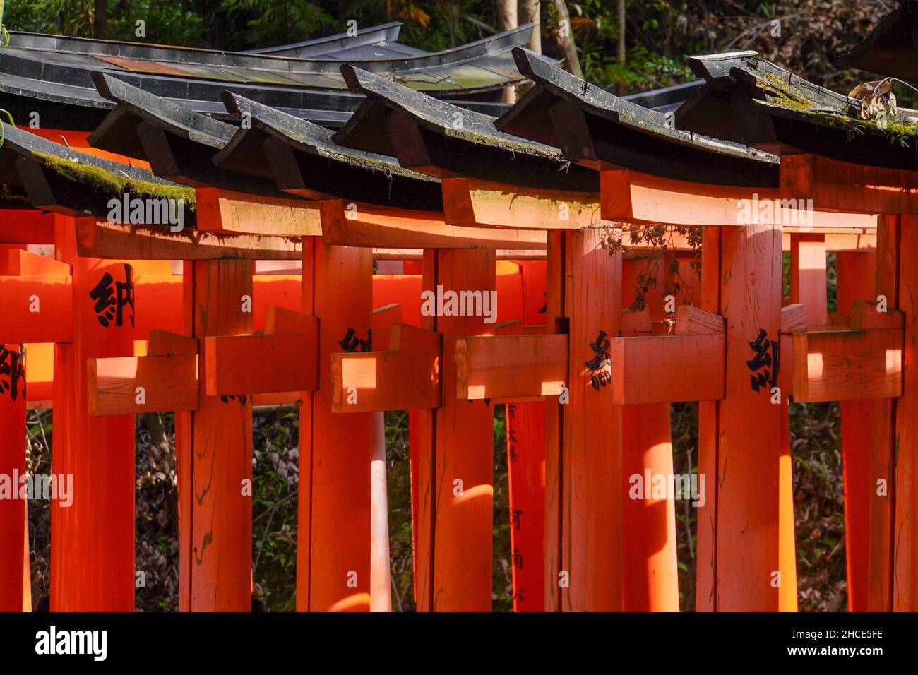 Japan, Kyoto, rote Tori Gate bei Fushimi Inari Taisha ist der Kopf, der Schrein des Gottes in Fushimi Inari, Ward in Kyoto, Japan. Der Schrein liegt auf t Stockfoto