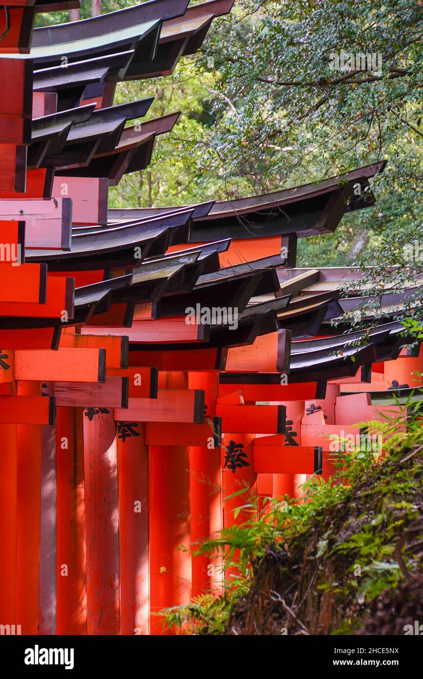 Japan, Kyoto, rote Tori Gate bei Fushimi Inari Taisha ist der Kopf, der Schrein des Gottes in Fushimi Inari, Ward in Kyoto, Japan. Der Schrein liegt auf t Stockfoto