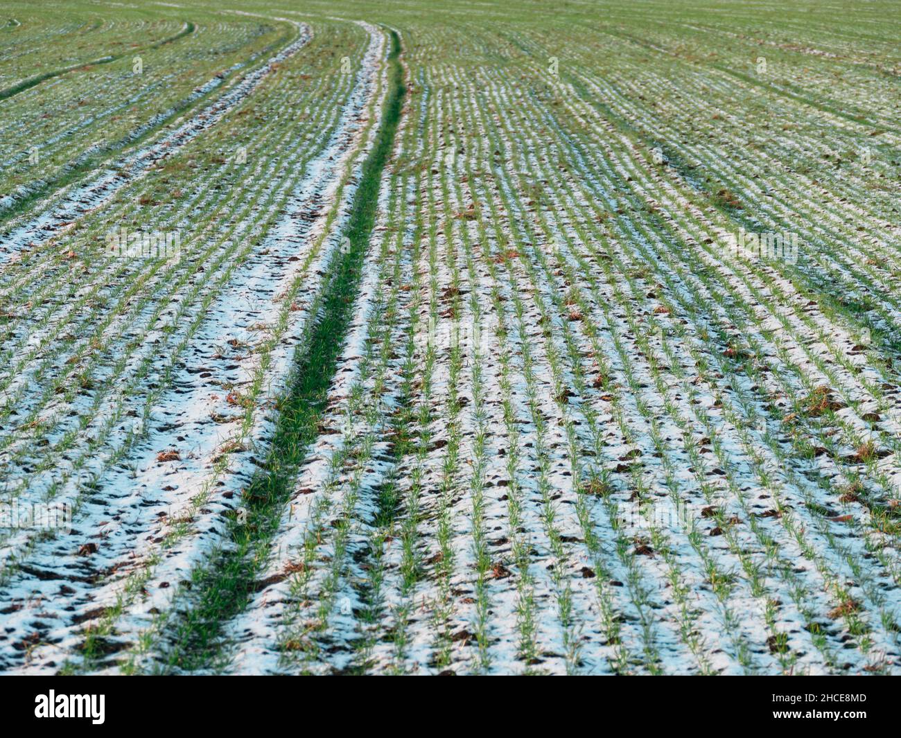 Ein Ackerland an einem Wintertag. Eine dünne Schneeschicht bedeckt den Boden. Stängel von Winterpflanzen sprießen unter dem Schnee. Stockfoto