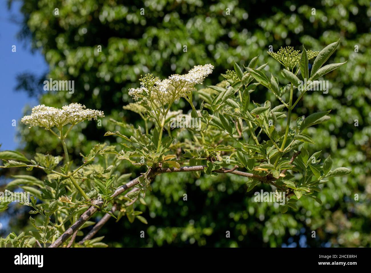 Holunder (Sambucus nigra). In Blüte. Schirmförmige, flach gedeckte, weiß geblühte Blütenblattköpfe. Insekt bestäubt. Waldrandflora. Wirbellose gesucht Stockfoto