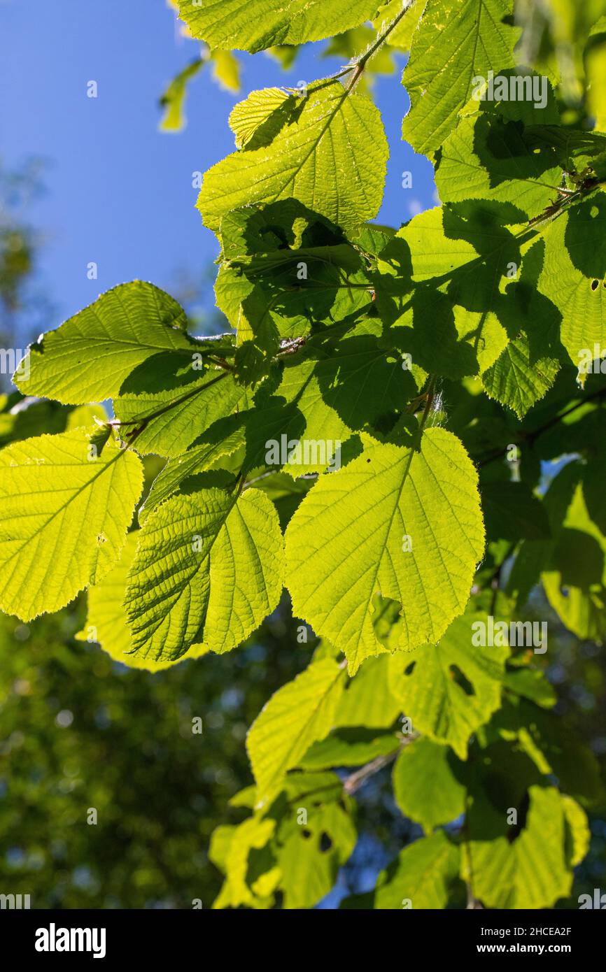 Limettenbaum, (Tilia sp.) , Blätter, beleuchtet durch Sommersonnenlicht. Ansicht von unten zeigt Venen, Formen, überlappende Muster, transluzent. Stockfoto